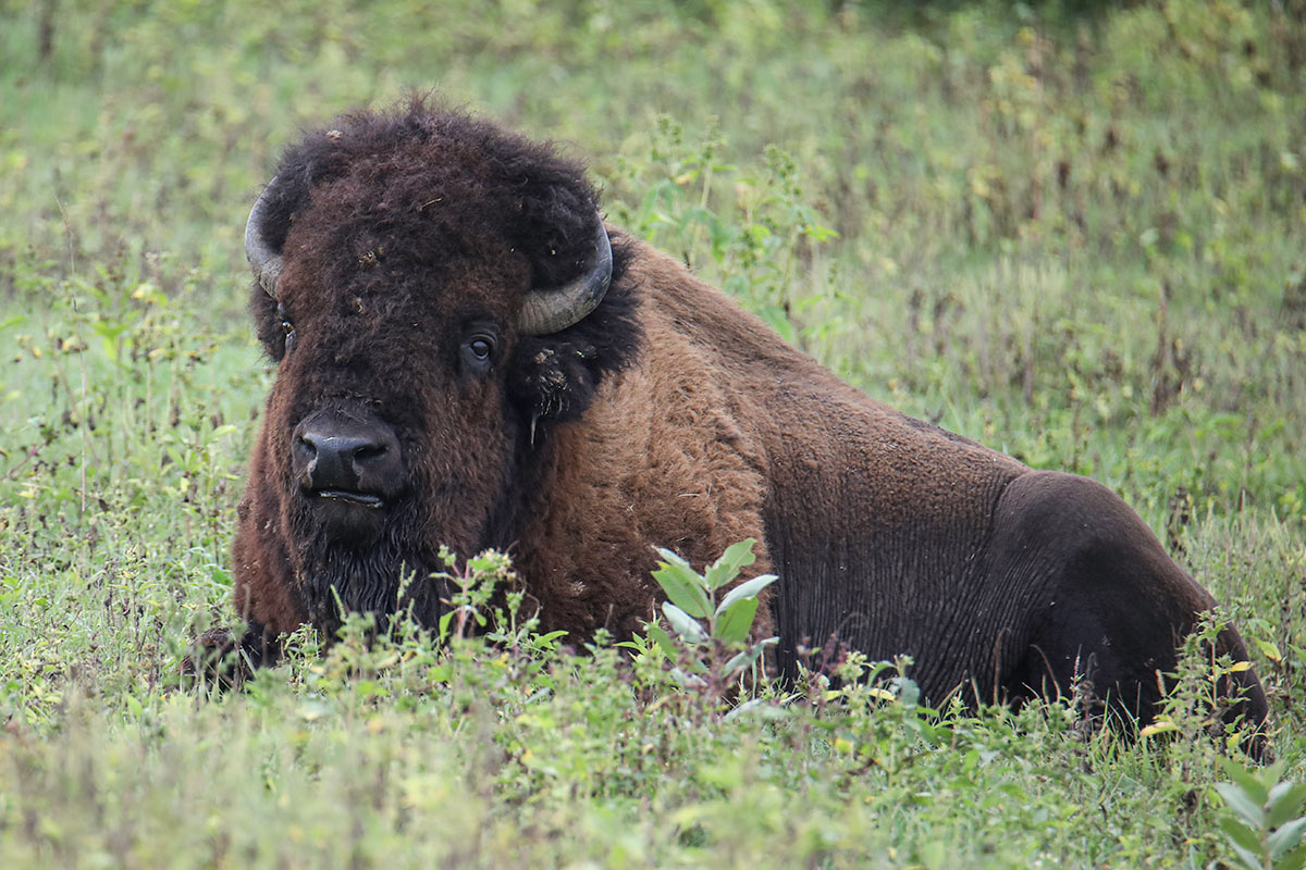Bison Laying in Grass at Green Castle Recreation Area